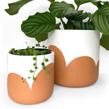Small orange plant pot nz
