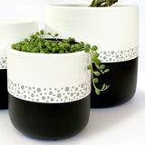 Small black polka dot pots