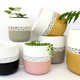Small polka dot plant pots